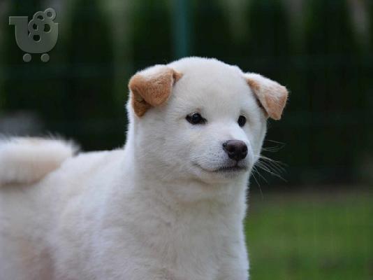 Κουτάβια Shiba Inu